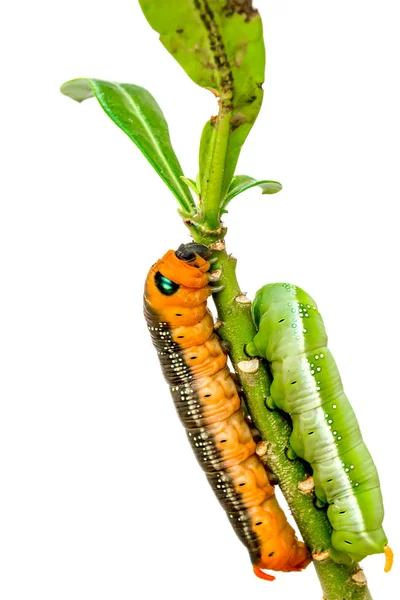 Duo färg Larv — Stockfoto