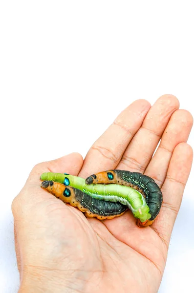 Duo color Caterpillar