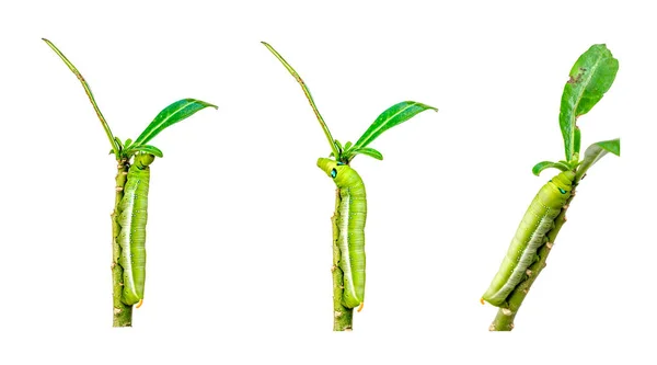Caterpillar Verde Triplo Fundo Branco — Fotografia de Stock