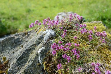 taş (Avusturya Alpleri'nde Avrupa üzerinde büyüyen yabani kekik).