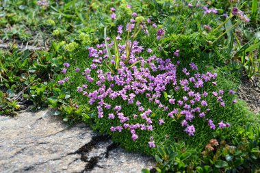Moss campion (Silene acaulis) Avrupa Alpleri'nde.