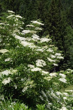 Avrupa siyah yaşlı (Sambucus nigra) çiçeği içinde
