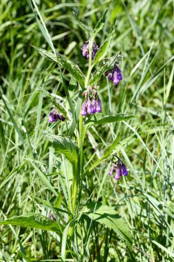 Karakafes - bitkisel bitki