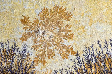 Dendrite kalker kaya. solnhofen (Almanya bulundu)