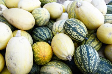 farklı türlü fullframe arka planda mini kabak