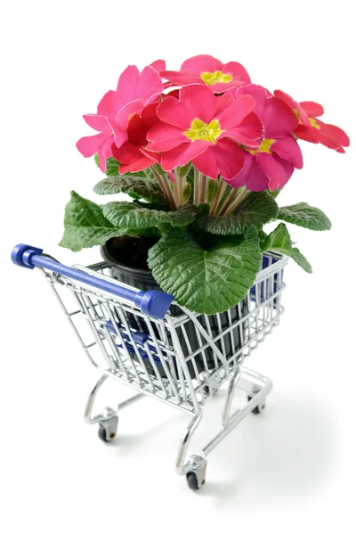 Comprar onagra rosa para jardín en el carrito de la compra — Foto de Stock