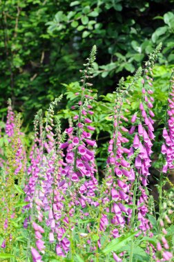 Yaz aylarında yüksükotu çiçeği