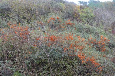 Hiddensee Adası (Almanya seabuckthorn çalılar)