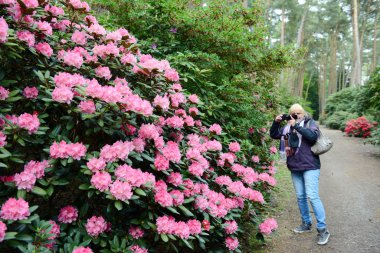 Ormangülü çiçek ilkbaharda bir parkta pembe. Kadın alarak resim.