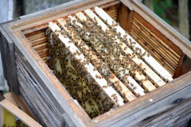 Arı kaleci, bal arı kovanı çerçeveleri arıyor.