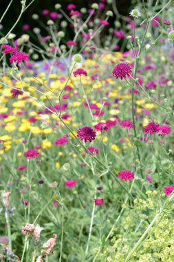 pembe Knautia Macedonica flowerbed içinde