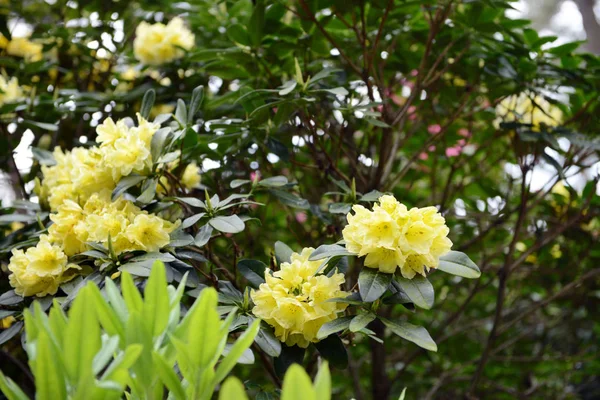 Rhododendron florece en primavera en un parque —  Fotos de Stock