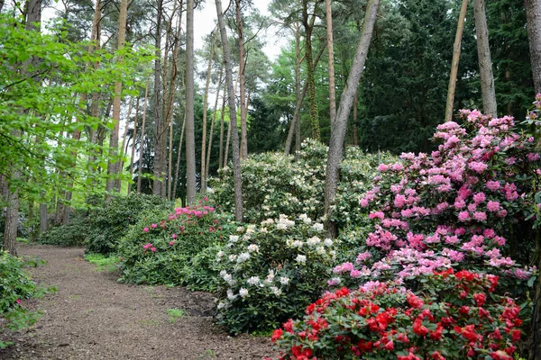 Rhododendron blossom in springtime at a park — Stock Photo, Image