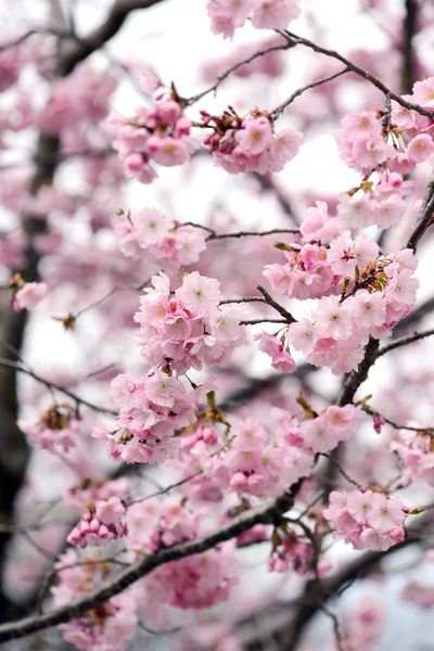 Rosafarbene Kirschblüte Frühling Weißer Himmel — Stockfoto