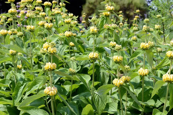 Planta amarilla de Lampwick (Phlomis russeliana ) —  Fotos de Stock