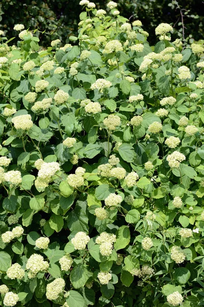 White Hortensia Hydrangea Bush Blossom Springtime — Stock Photo, Image