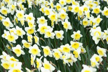 Nergis çiçeği bahar.