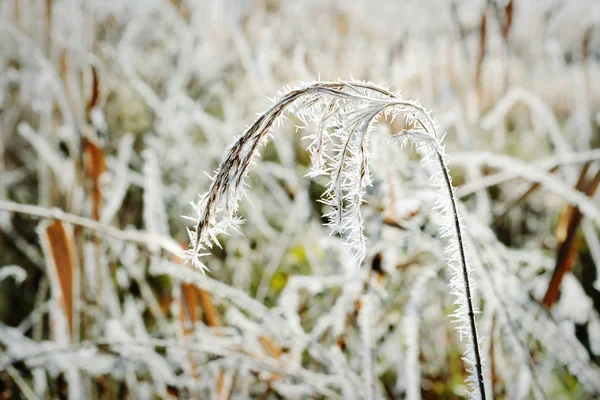 Schilf mit Reifrostkristallen im Winter — Stockfoto