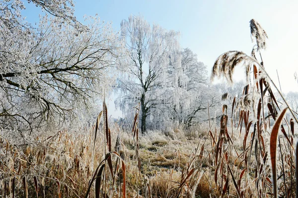 Rime geada paisagem no rio Havel (Brandemburgo - Alemanha ) — Fotografia de Stock