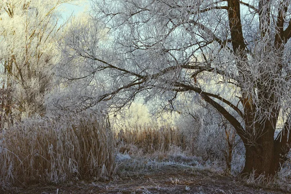 Rime gelo paesaggio al fiume Havel (Brandeburgo - Germania ) — Foto Stock