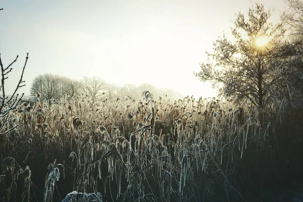 Rime geada paisagem no rio Havel (Brandemburgo - Alemanha ) — Fotografia de Stock