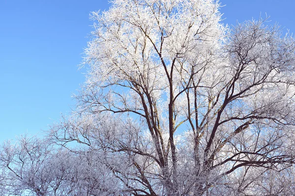 Rime frost krajině na řece Havel (Brandenburg - Německo) — Stock fotografie