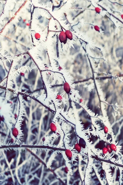 Rime frost on rose hips — Stock Photo, Image