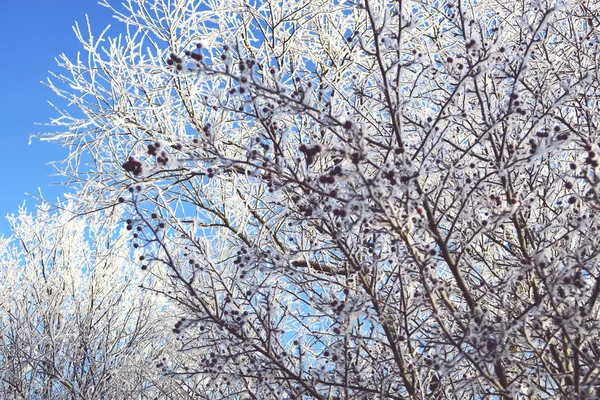 Drzew z rym mróz kryształy w okresie zimowym — Zdjęcie stockowe