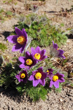 pasque çiçek çiçek bahar içinde