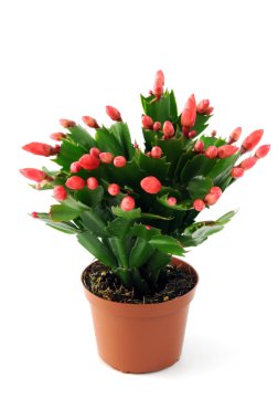 Easter cactus olarak da bilinen Pinse kaktüs