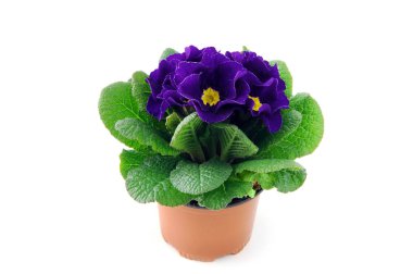 beyaz izole zemin üzerine mavi çuha çiçeği