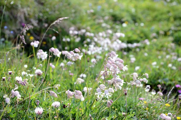 Campion pęcherza moczowego (Silene vulgaris) — Zdjęcie stockowe