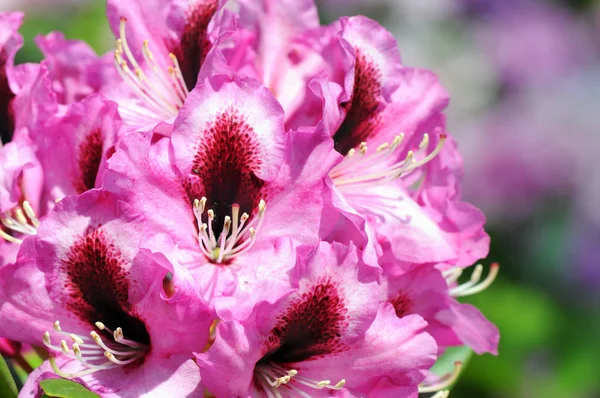 Rhododendron with pink purple flowerheads. — Stock Photo, Image
