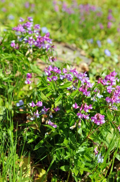 Ervilhas doces também conhecidas como ervilhaca (Lathyrus ) — Fotografia de Stock