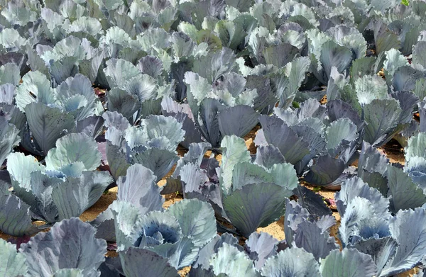 Col roja en el campo de cultivo — Foto de Stock