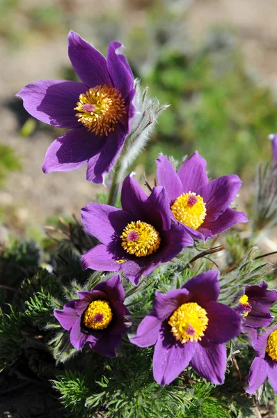 Fiore pasque fioritura in primavera — Foto Stock