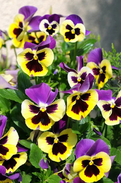 三色紫罗兰在春天开花 — 图库照片