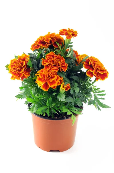 Tagetes çiçek beyaz arka plan üzerinde