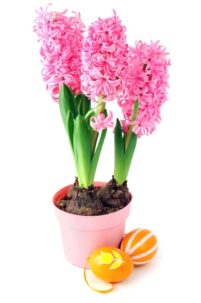 Pink hyacinth flower with easter eggs — Stock Photo, Image