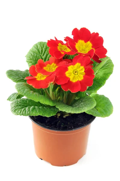 Primula roja rosa sobre fondo blanco aislado —  Fotos de Stock