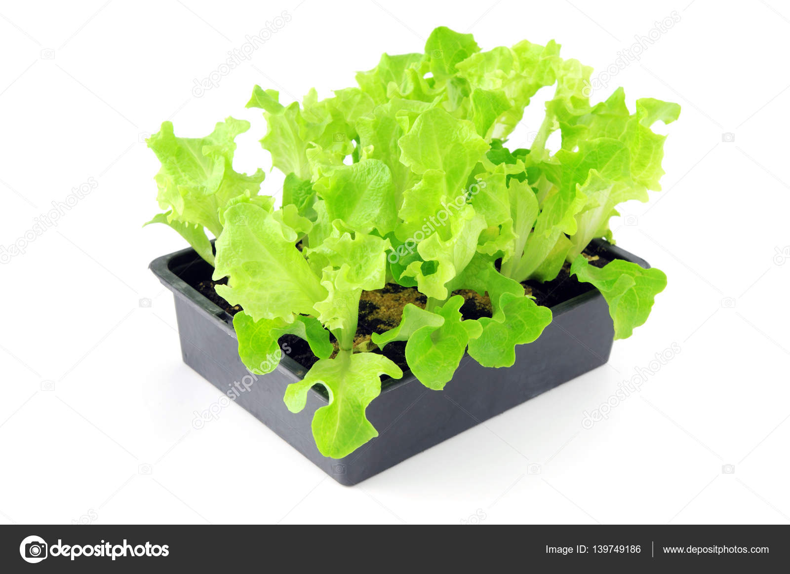 Horta caseira: Plantas companheiras e antagônicas – Miriam Stumpf Notas de  Jardinagem, image size:1600x1163