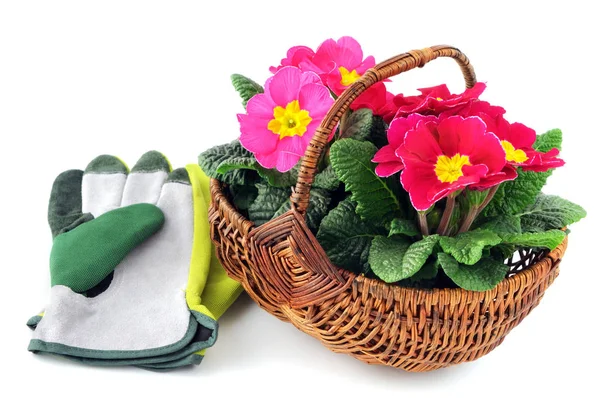 Pink primula flower in basket on white isolated background — Stock Photo, Image