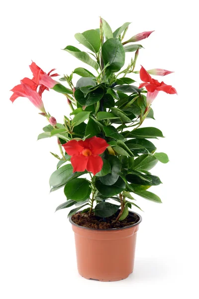 rocktrumpet Depladenia Sundaville (Mandevilla sanderi) on isolat