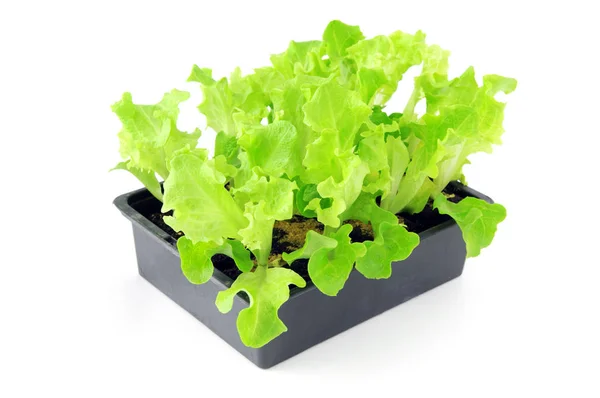 Розсада салату на коробці лотка на ізольованому фоні — стокове фото