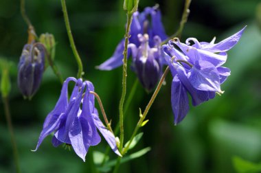 Büyükanne'nin kaput ve columbine (Aquilegia bilinen yaz çiçek)