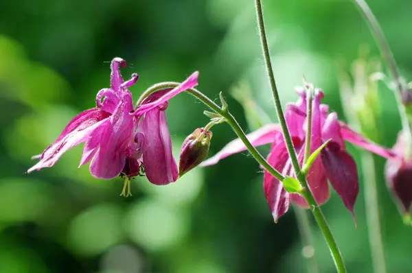 Letní květiny známé jako Babiččina kapoty a columbine (Aquilegia) — Stock fotografie