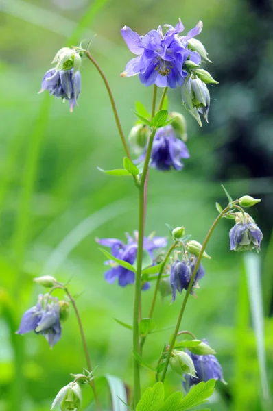 Fleur d'été connue sous le nom bonnet de mamie et columbine (Aquilegia ) — Photo