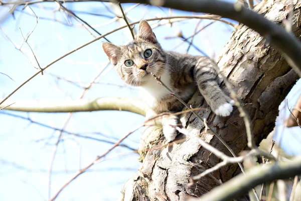 Young grey cat sitting in apple tree watching out for birds — Stock Photo, Image