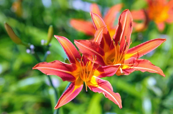 Orange day lilith (Hemerocallis fulva) — Stock Photo, Image