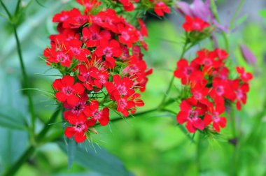 Şeker william çiçek çiçek (karanfil barbatus)